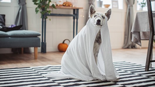Halloween Mobile Marketing Thumbnail