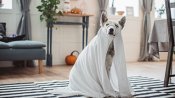 Halloween Mobile Marketing Thumbnail